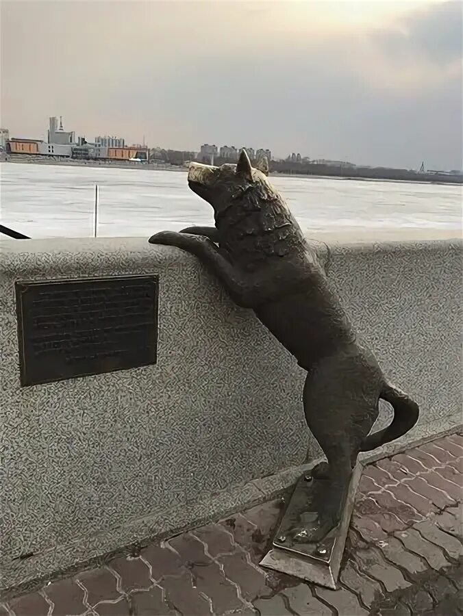 Памятник собаке на набережной. Дружок благовещенск памятник. Памятник собаке дружок в благовещенске. Памятник собаке дружок в благовещенске. Памятник собаке в благовещенске.