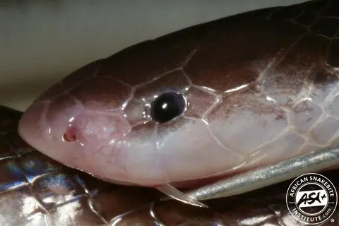 Bite side