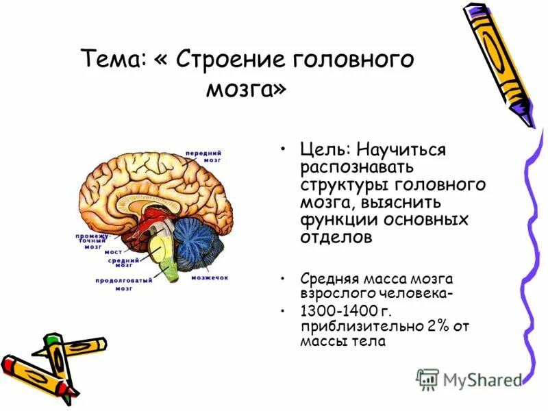 Тест по теме головной мозг