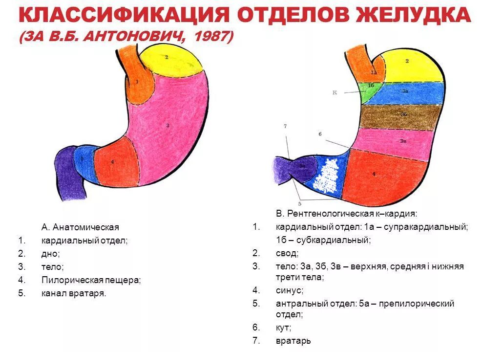 4 части желудка. Кардиальный и пилорический отделы желудка. Поражении пилорического отдела желудка. Кардиальный отдел желудка анатомия. Антральный отдел желудка анатомия человека.