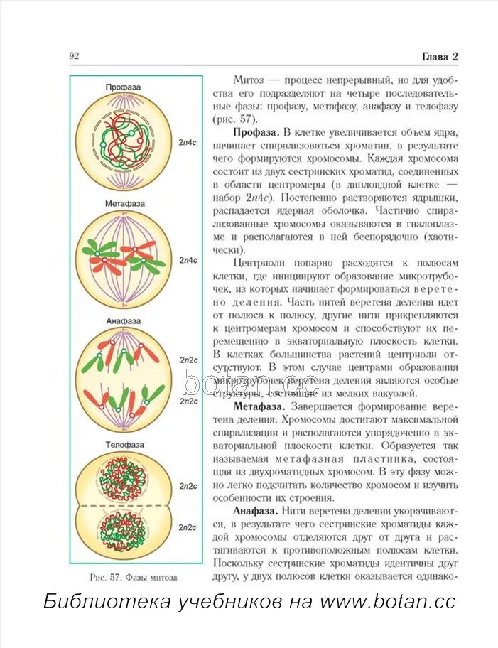 Центриоли расходятся к полюсам клетки в фазе. Число хромосом в метафазе митоза. Расхождение сестринских хроматид к противоположным полюсам клетки. Набор клетки 2n2c.