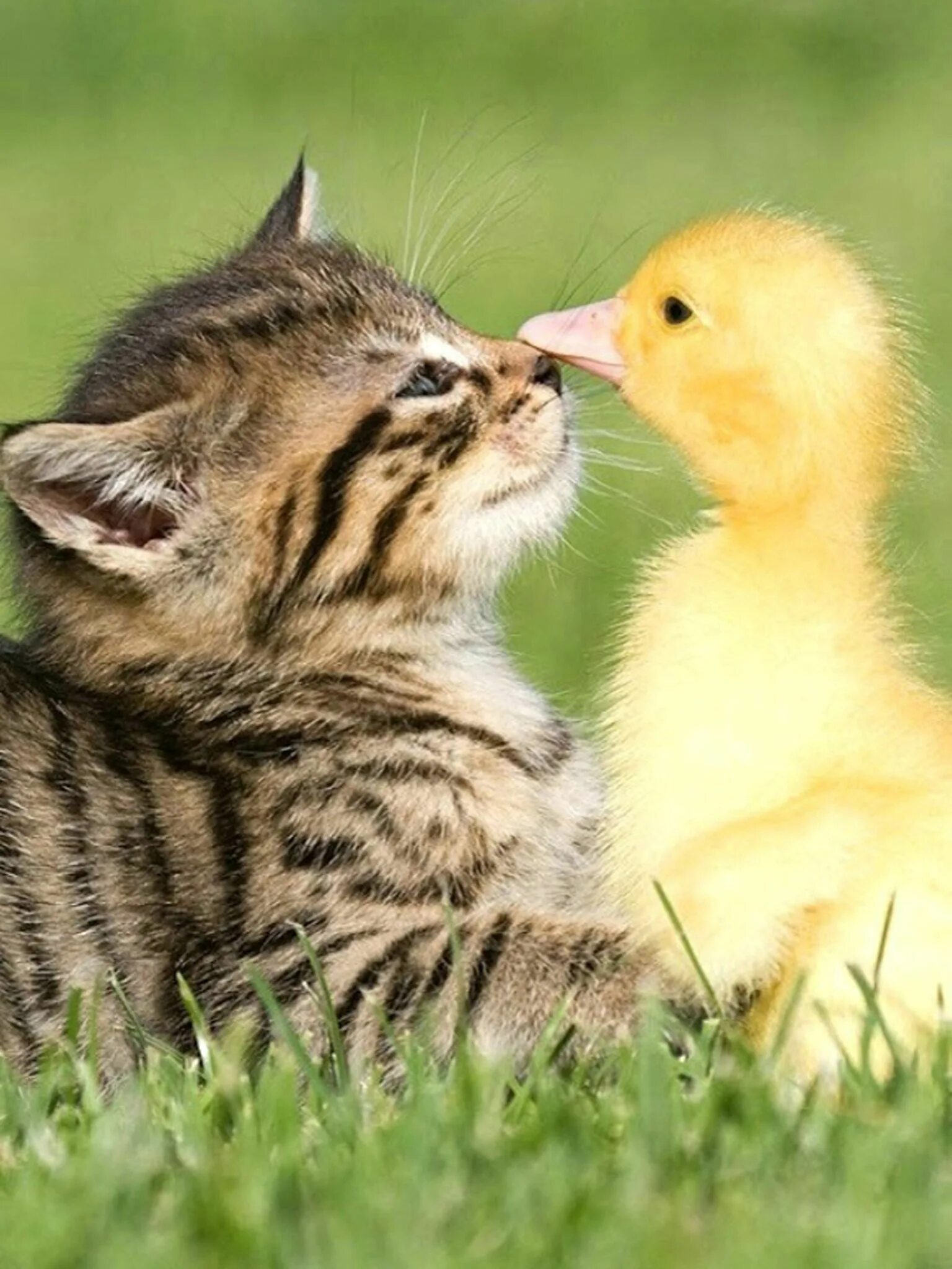 Cat duck. Котенок и цыпленок. Котенок и утенок. Милые утята. Животные дружат.