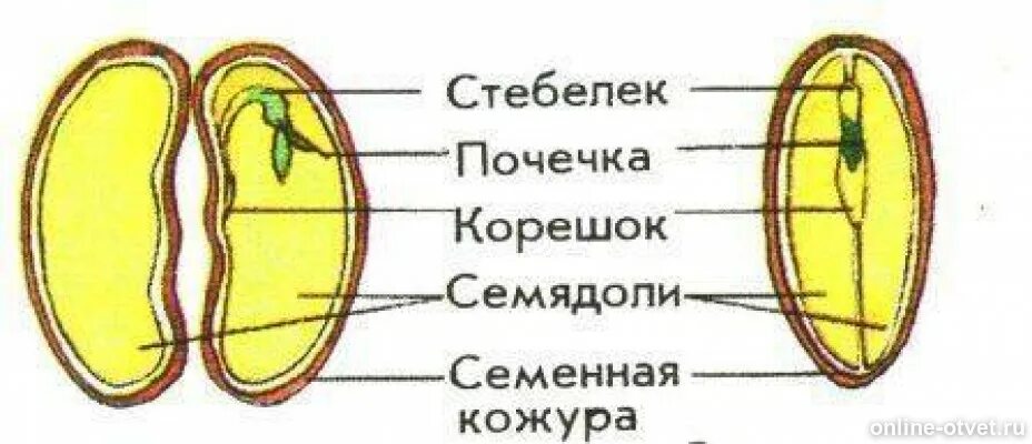 Экспериментатор поместил зерновки. Строение семени двудольного растения фасоли. зарисуйте семя фасоли и подпишите его части. строение семени фасоли и зерновки пшеницы. строение семени фасоли рисунок.