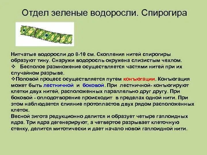 Спирогира представитель. Спирогира краткая характеристика. Водоросль спирогира биология 5 класс. Конъюгация водоросли спирогиры. Спирогира это колониальная водоросль.