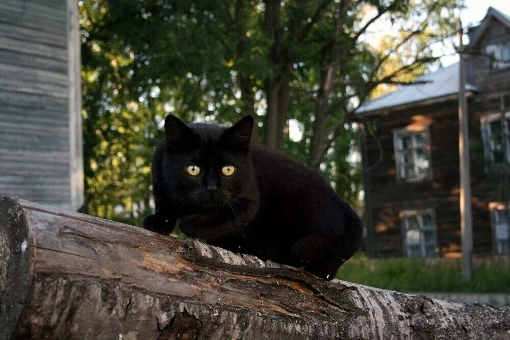 Чёрный кот. Черный кот в деревне. Деревенский кот. Кошка в деревне. Черная кошка россия