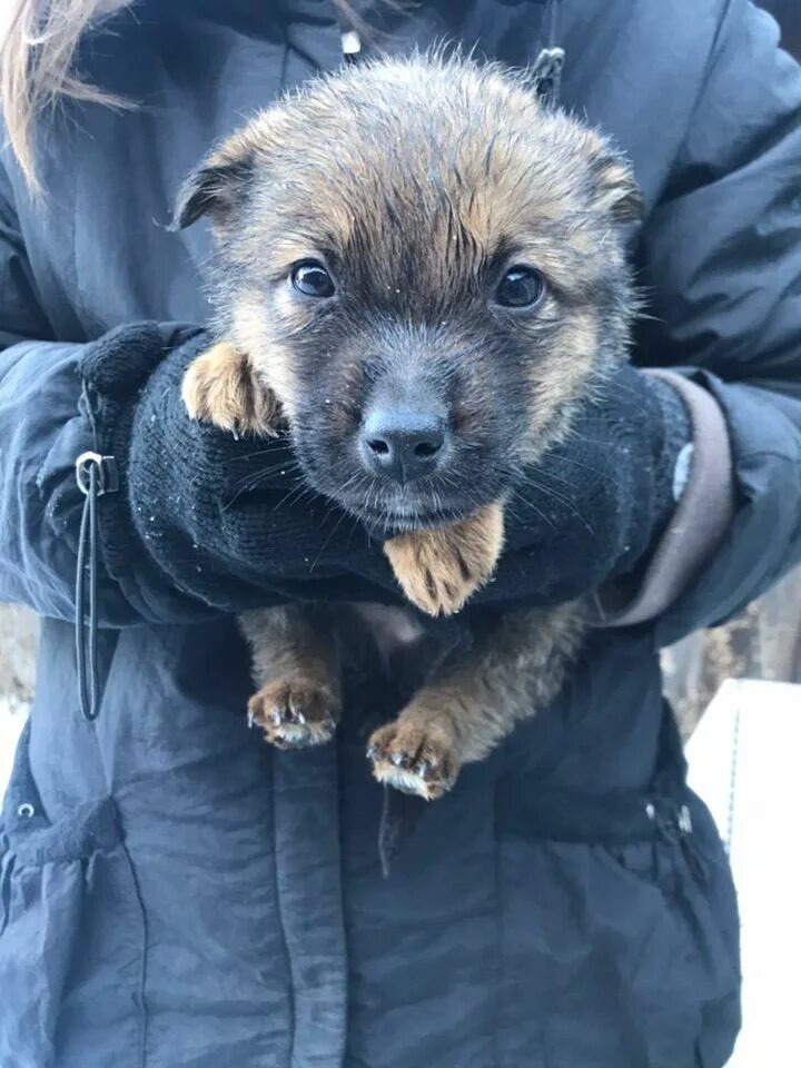 Щенки в добрые руки в богородицке. Отдам собаку. Отдам щенка.