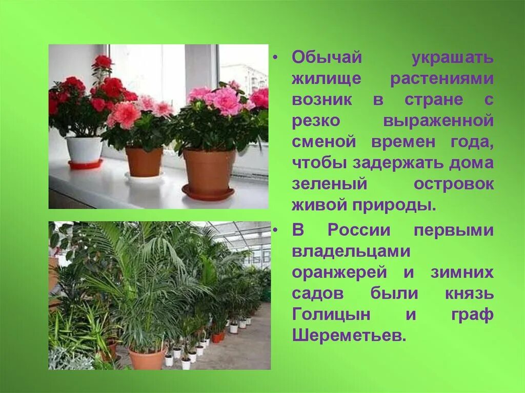 Когда появились растения. Украшаем дом комнатными растениями. Роль комнатных растений в доме. Комнатные растения в интерьере квартиры презентация. Цветы в интерьере презентация.