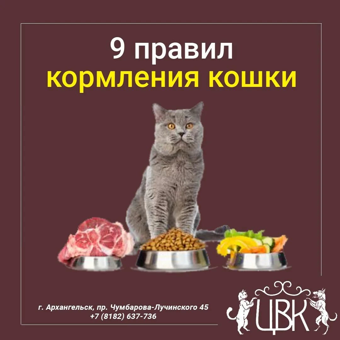Советы чем кормить кошку. Натуральное питание для кошек меню. готовое питание для кошек. как правильно кормить кошку.
