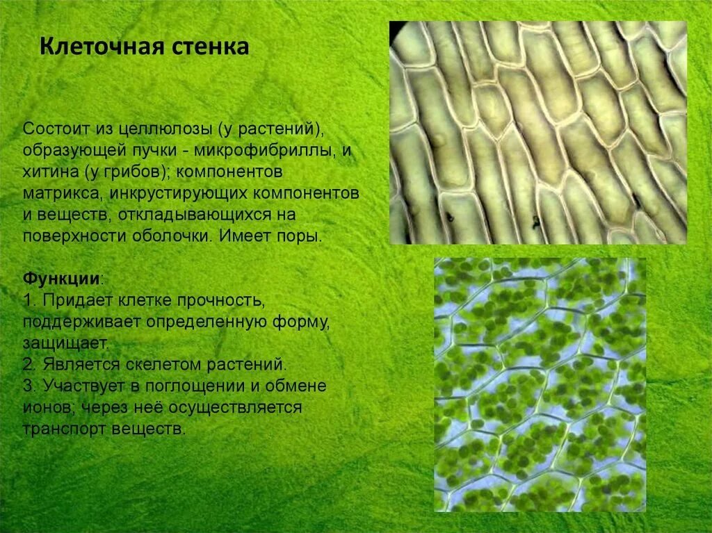 Целлюлозная клеточная стенка растительной клетки. Клеточная стенка состоит из. Клеточная стенка состоит из целлюлозы. Целлюлоза в клеточной стенке. Растительная клетка хитин