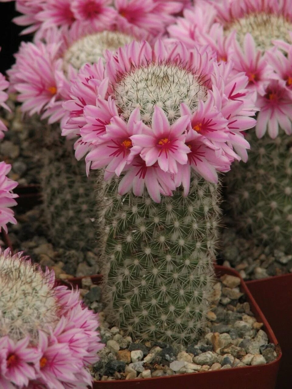 Кактус маммиллярия вильда. Echinopsis pachanoi. Кактус цереус микс. Красивоцветущие кактусы. Ребуция семена.