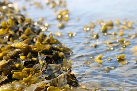 Бурые водоросли белого моря