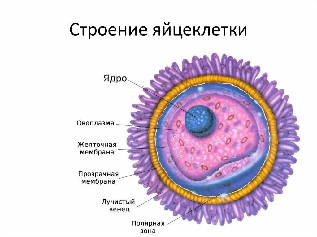 Подвижная мужская половая клетка. Строение мужских и женских половых клеток. Специальные органоиды мужских половых клеток. Строение яйцеклетки человека. Строение яйцеклетки и сперматозоида.