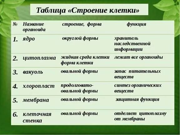 Таблица по теме строение клетки. Строение и функции растительной клетки таблица. части клетки строение и функции таблица. органоиды растительной клетки таблица 9 класс. строение растительной клетки 6 класс таблица.