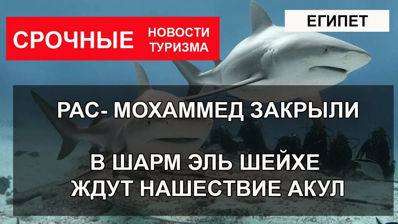 Акула в шарме сентябрь 2025
