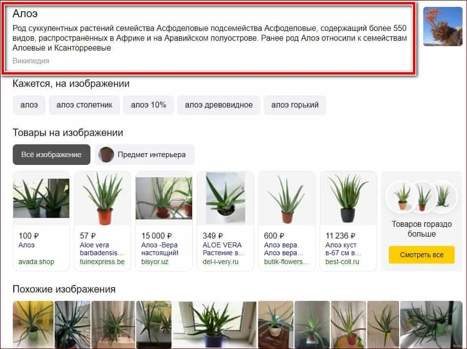Распознавание растения по фото. Распознаватель цветов по фото. Как узнать цветок по фотографии. Определить растение по фото онлайн в Яндексе моментально. Распознать цветок по фото загрузить фотографию.