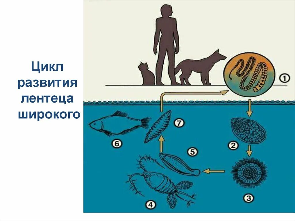 Жизненный цикл широкого лентеца схема. Diphyllobothrium latum жизненный цикл. Широкий лентец жизненный цикл схема. Цикл развития лентеца широко.