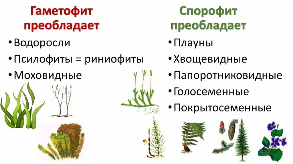 Гаметофит зеленых водорослей чем представлен