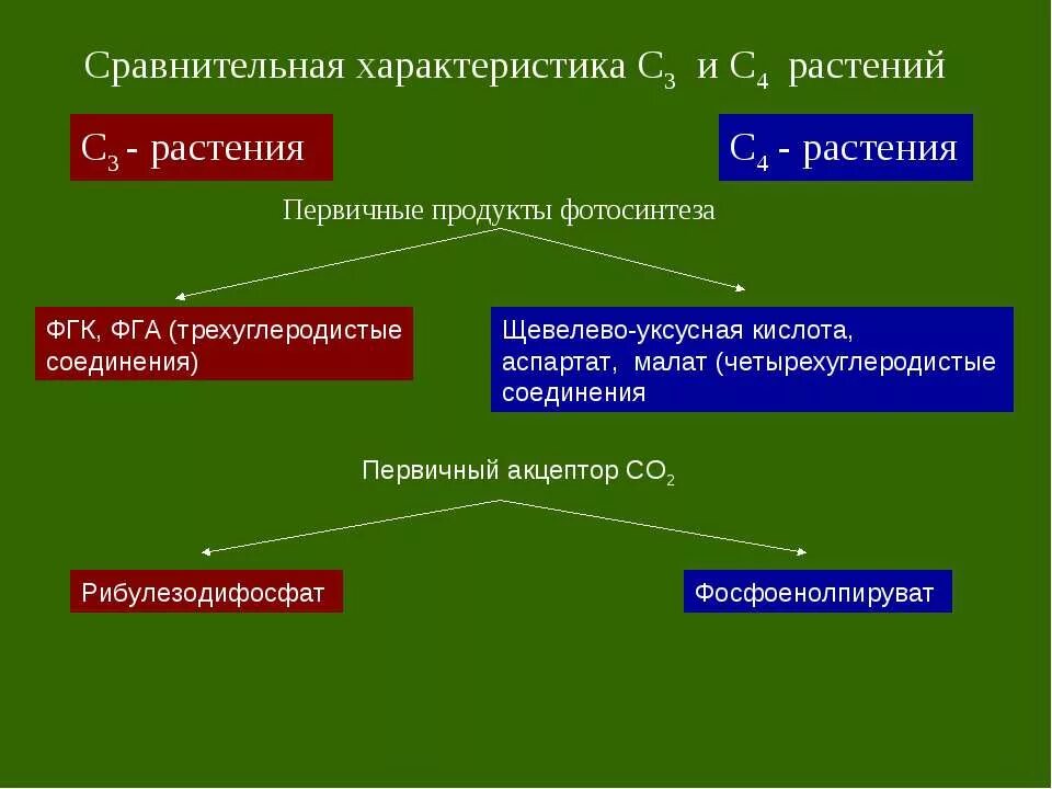4 растения. С4 путь фотосинтеза растения. фотосинтез с4 и с3 отличия. с3 и с4 фотосинтез кратко. продукты фотосинтеза с3 с4 растений.