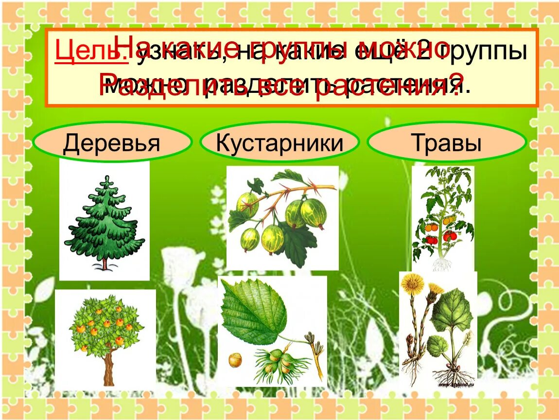 Дикорастущие растения примеры 2 класс Какие бывают дикорастущие растения