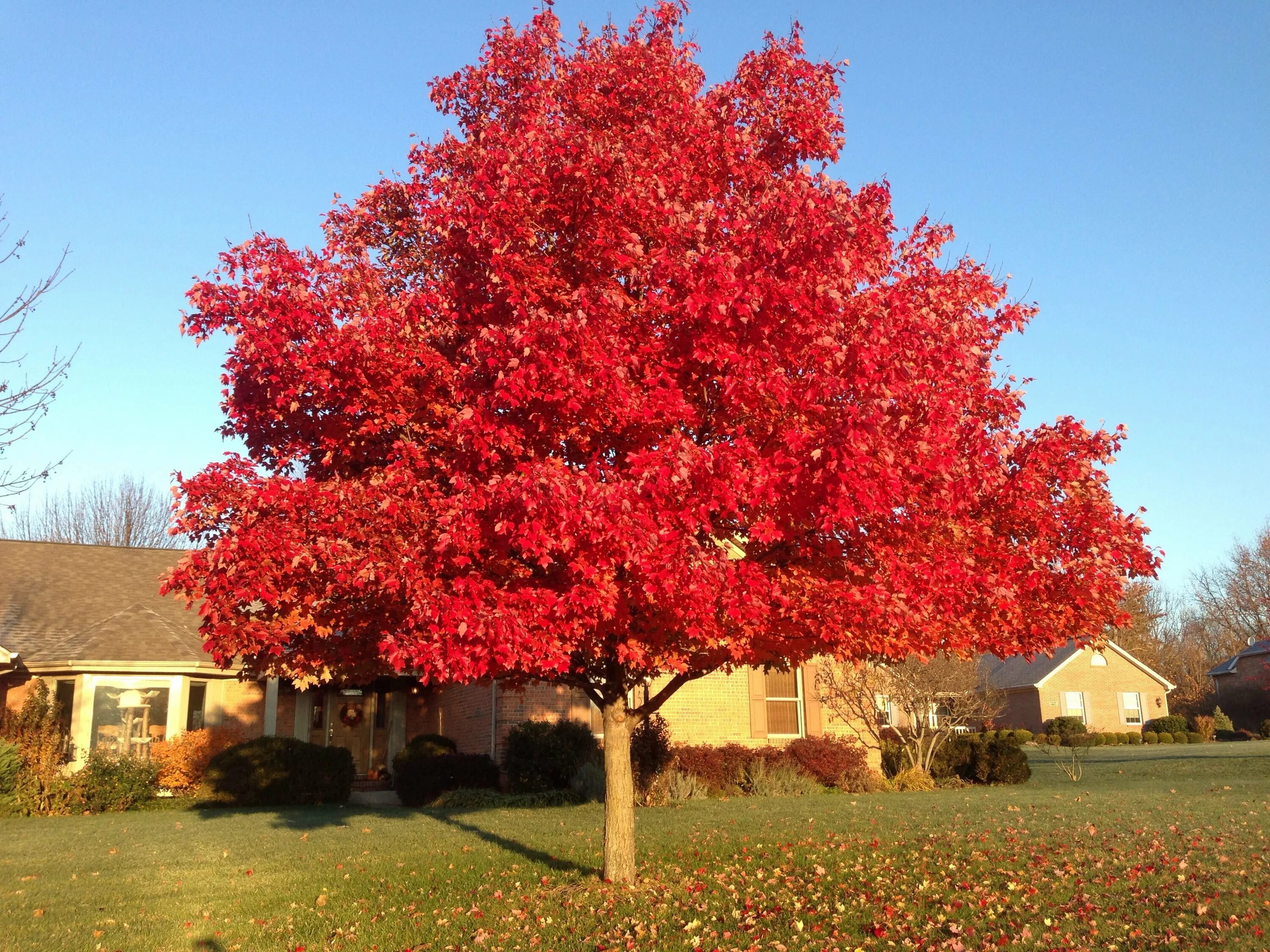 Красные деревья названия и фото. Клен красный Acer rubrum. Acer rubrum (клен красный) 'Red Sunset'. Клен красный Октобер Глори. Клен Гиннала.