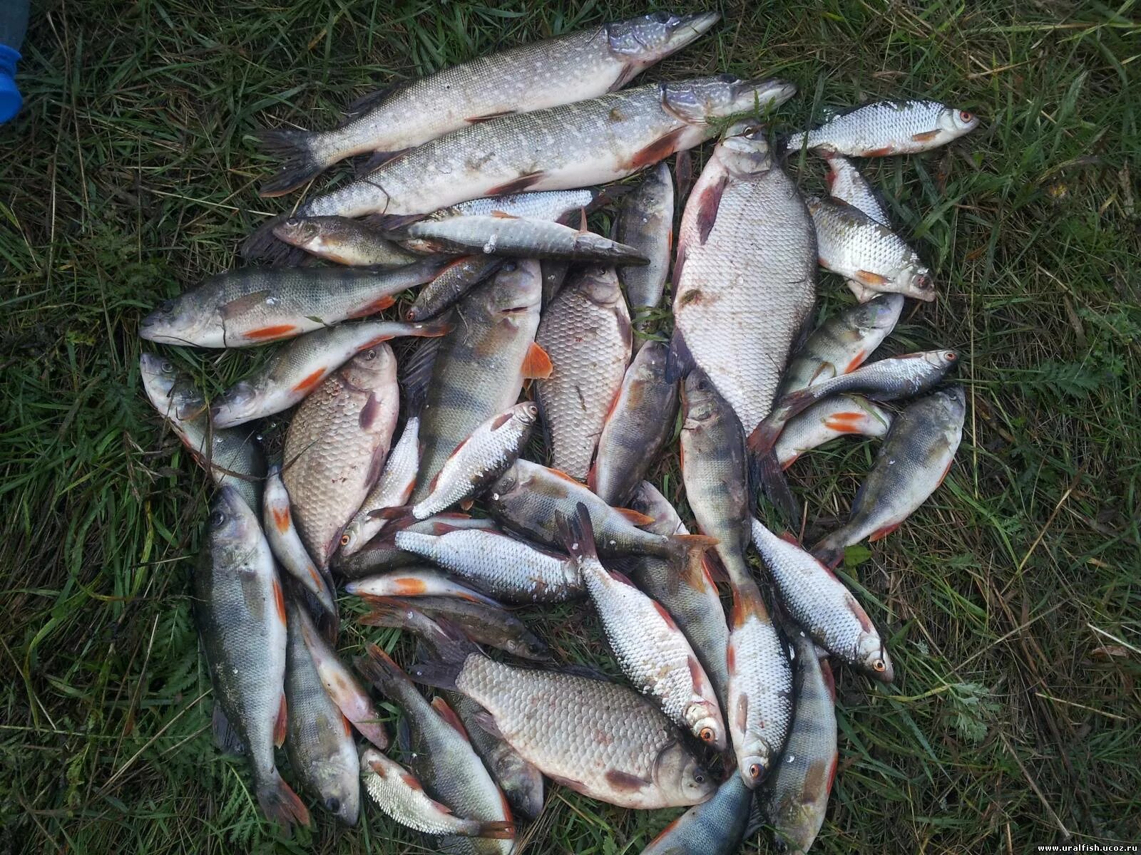 Какая рыба водится в озере. Озеро Сенеж рыбалка. Озеро Сенеж Солнечногорск рыбалка. Оз Сенеж рыбалка. Сенеж рыба.