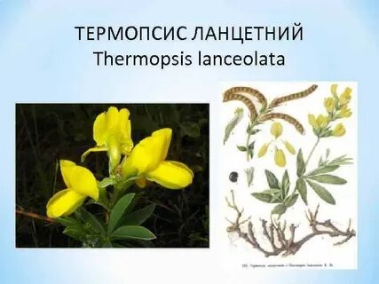 Термопсис ланцетный применение