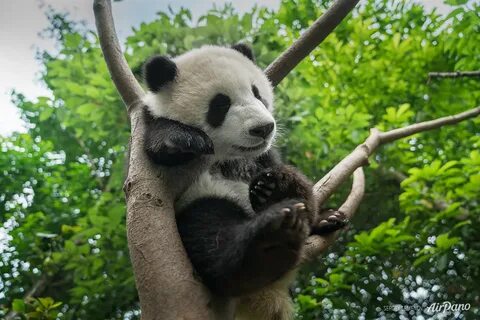 Чэнду панды