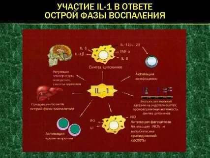 Механизмы острой фазы