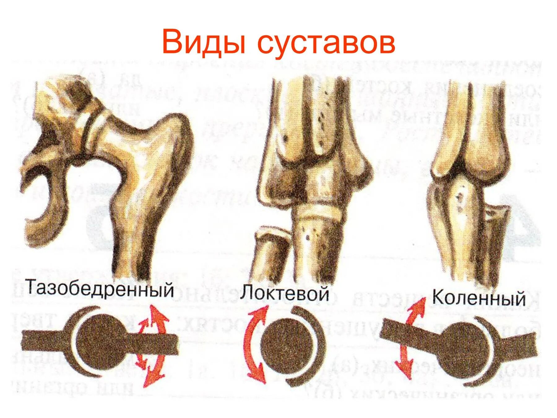 Суставное соединение костей. Соединения костей человека локтевой сустав. Формы суставов. Формы поверхностей суставов. Цилиндрический сустав.