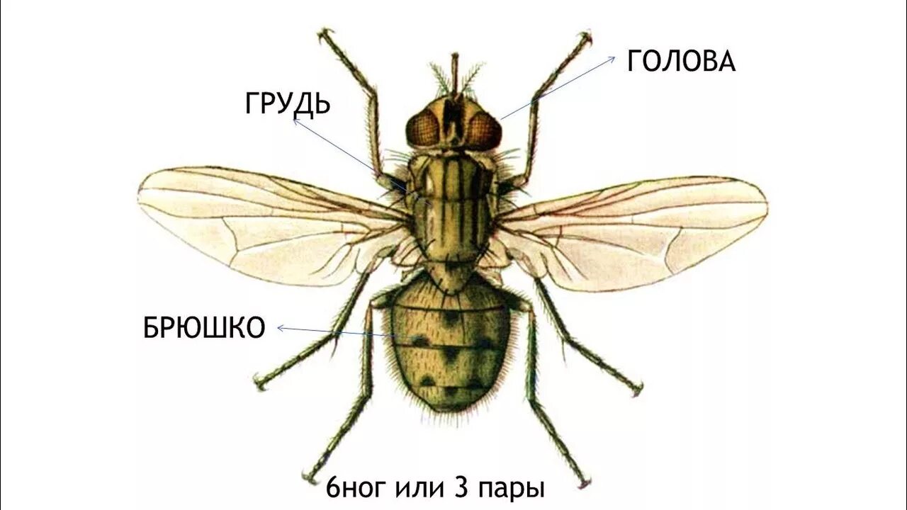 Какие части насекомого изображены. Осенняя жигалка строение. Муха строение тела для детей. Строение тела насекомого Муха. Осенняя Муха жигалка строение.