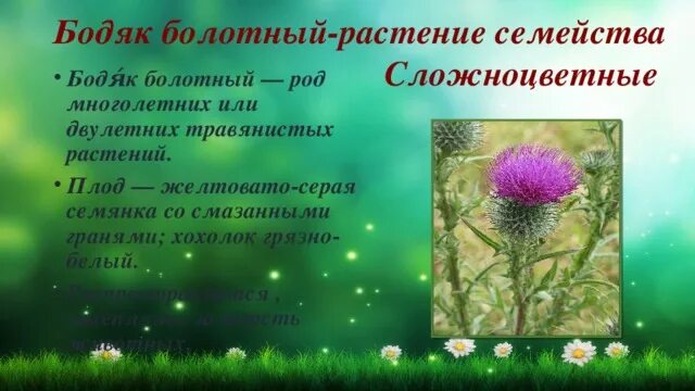 Пищевые растения астровых. Бодяк полевой покрытосеменные или голосеменные. Осот, вьюнок, бодяк, горчак,. Бодяк редкоцветный. Корнеотпрысковые сорняки осот.
