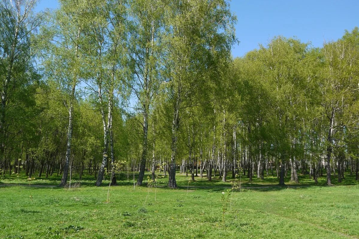 Тульская березка. Березовая роща Тула. Березовая роща Тула парк. Березовая роща Тула Пролетарский. Березовая роща Щегловская засека.