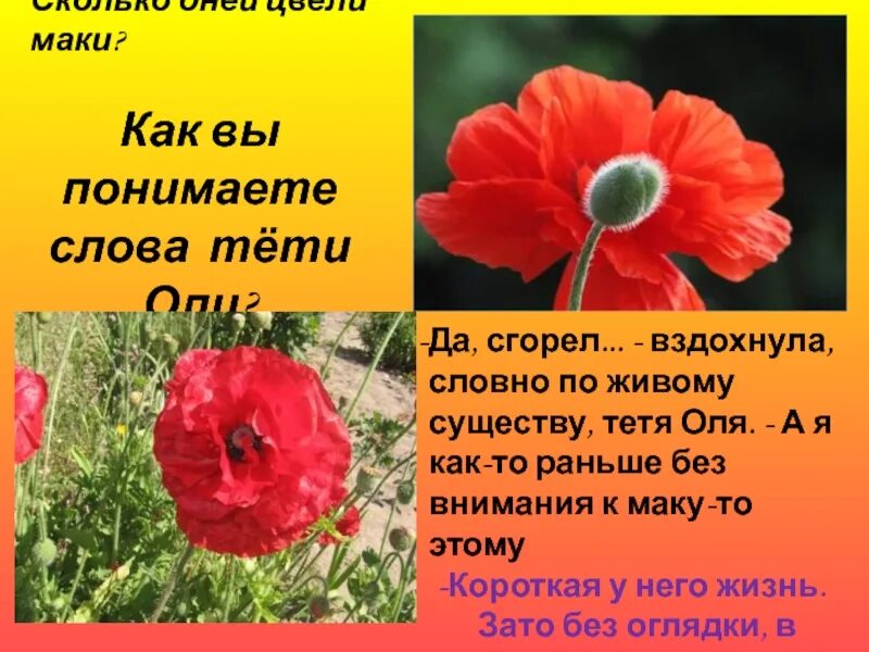 Мак значение. Мак цветок описание. рассказать про цветок мак. высказывания о маках. маки описание цветка.