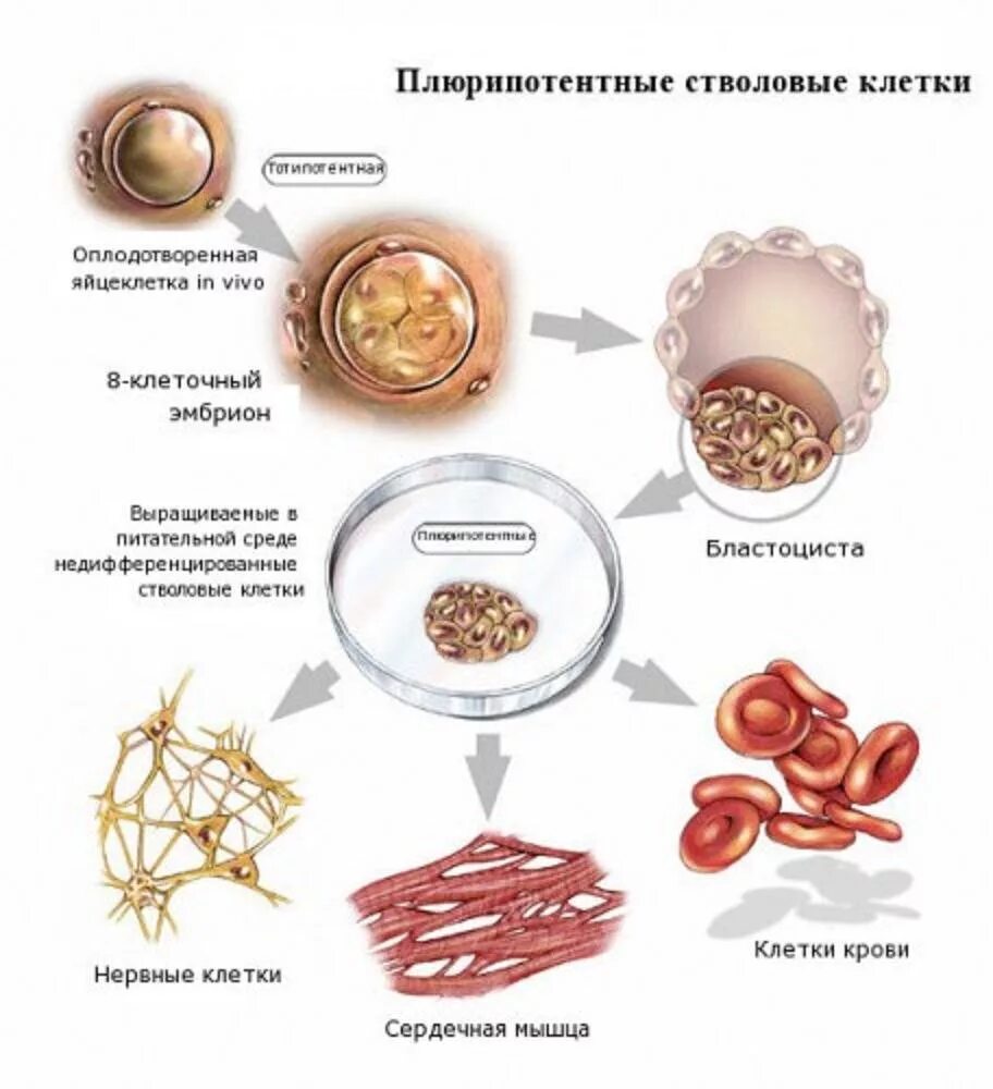 Виды эмбриональных стволовых клеток. Плюрипотентные стволовые клетки. Плюрипотентная стволовая клетка. Эмбриональные стволовые клетки человека.
