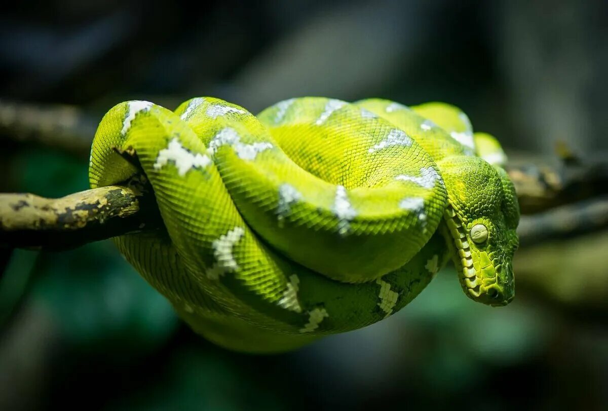 Собакоголовый питон. Собакоголовый удав. Боа констриктор змея. Corallus caninus.