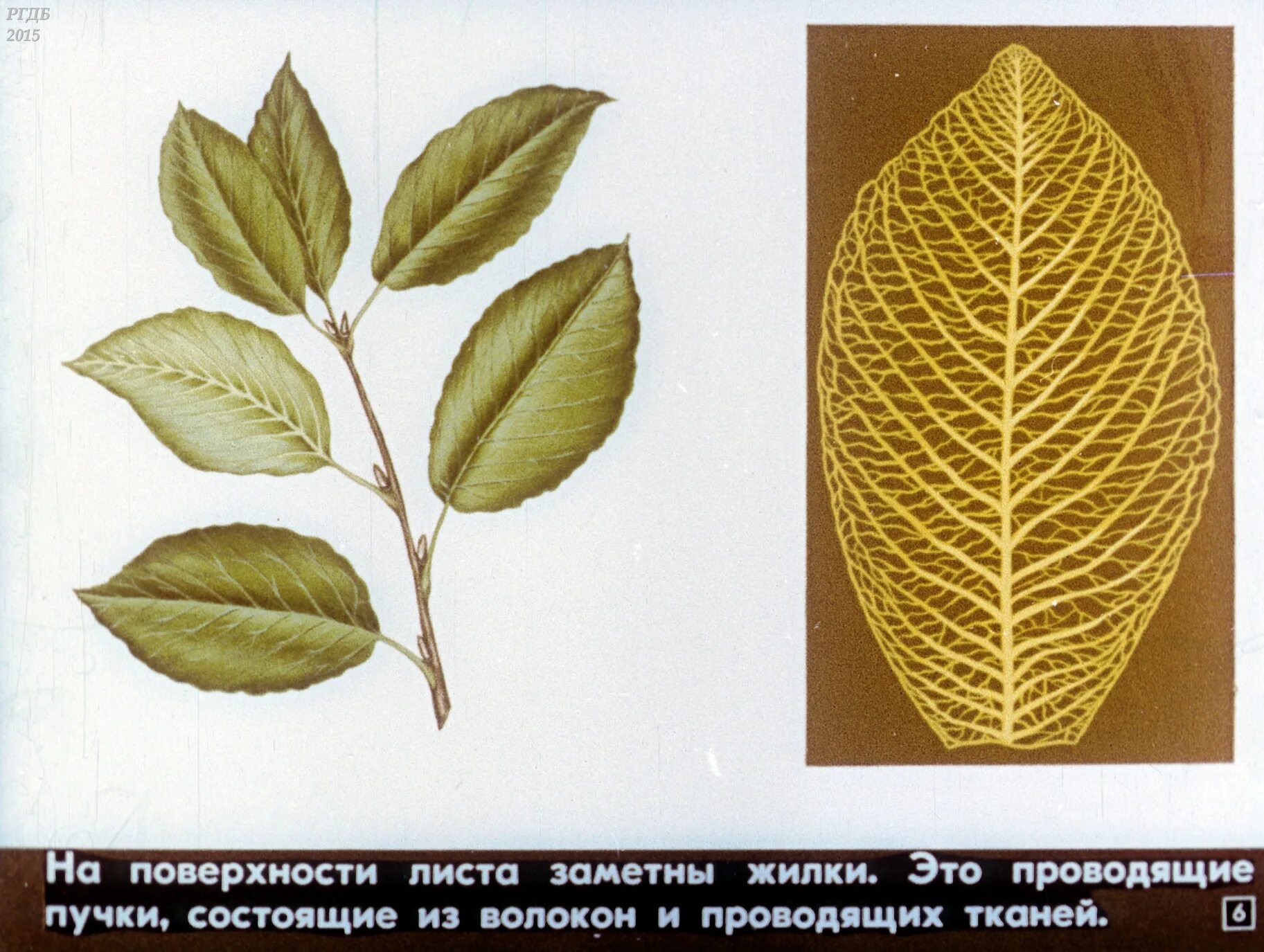 Жилка листа 5. Жилка листа. ткани жилки листа. светлые жилки это. жилки листа на просвет.