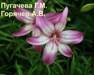 Русский лилии