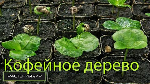 Примула как вырастить рассаду