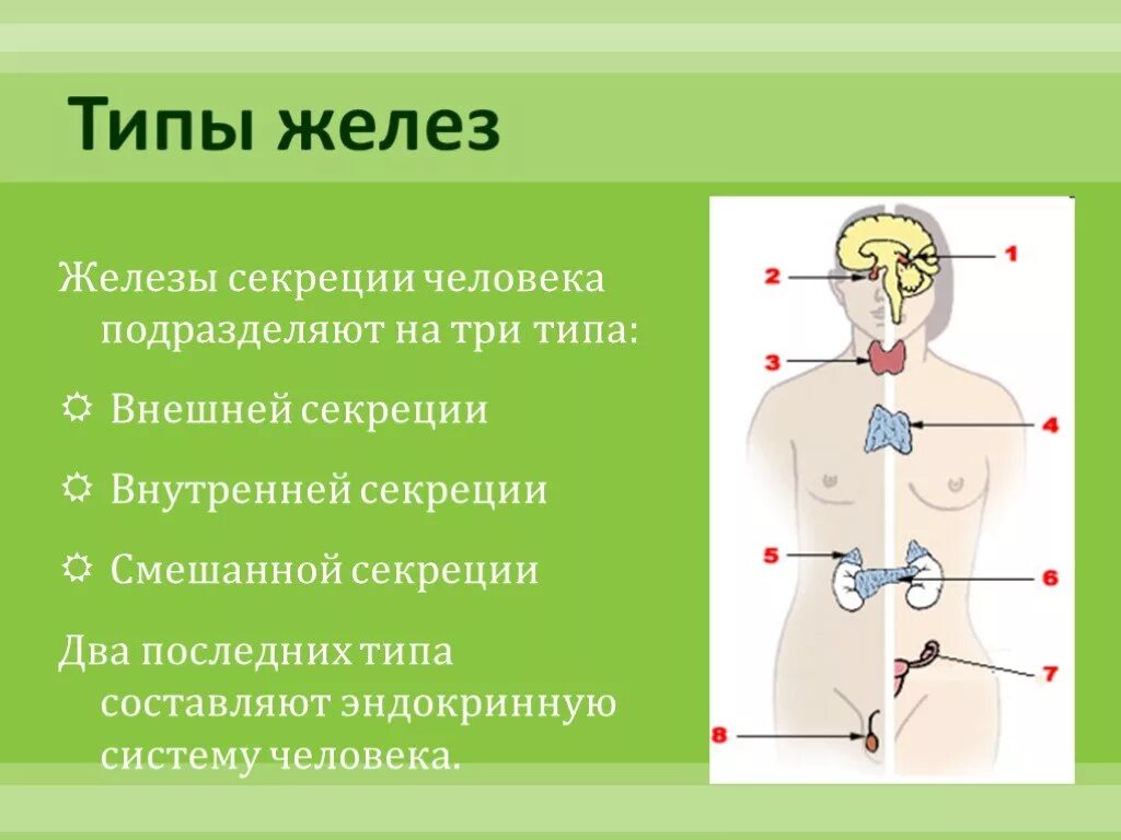 Как отличить железы