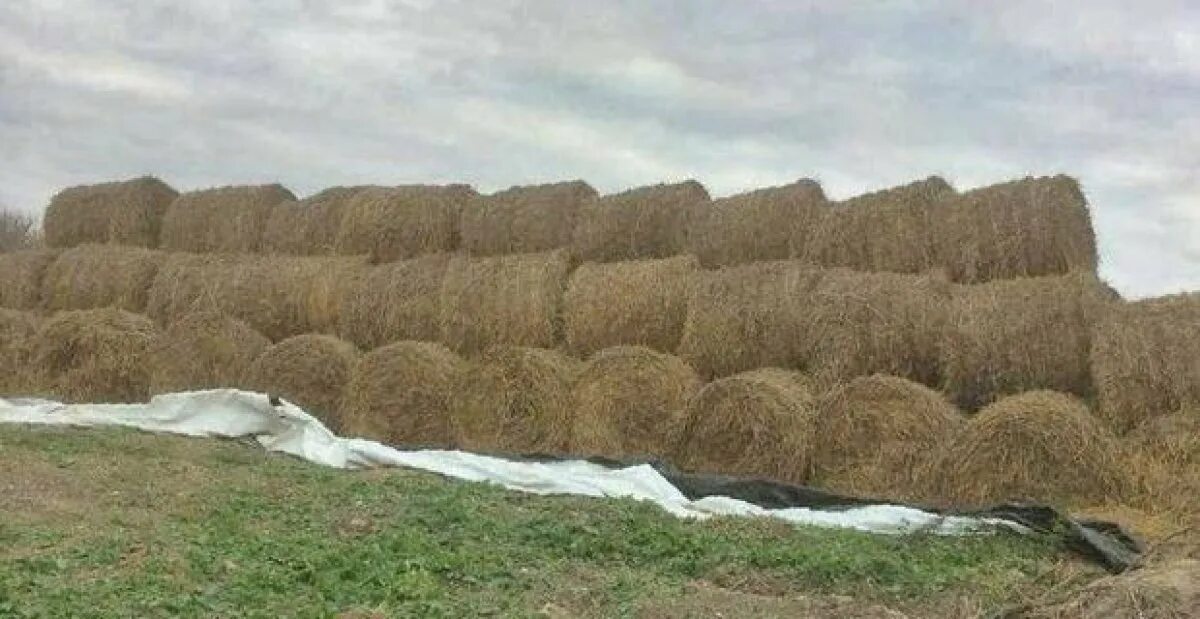 Сено минск. Сено солома. Хранение сена. Сено для КРС. Заготовка кормов для КРС.