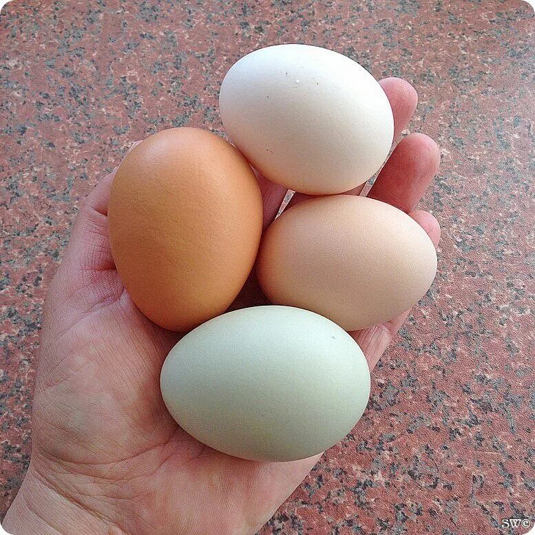 Кура несущая крупные яйца. Яйца кур Доминант. Доминанты порода кур яйца. Яйца породы Доминант. Курица порода Доминант голубые яйца.