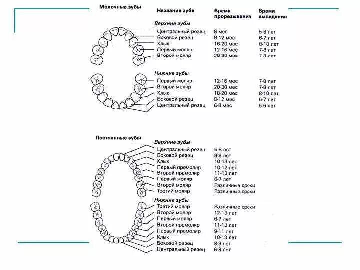 Зубы по возрасту таблица. Зубная формула постоянных зубов у детей. Зубы у детей схема прорезывания постоянных зубов. Зубные формулы прорезывания постоянных зубов. Зубная формула молочных зубов схема.