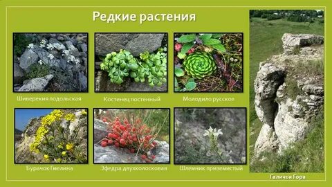 Липецкие растения