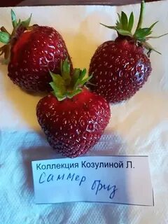 Саммер бриз роуз клубника отзывы