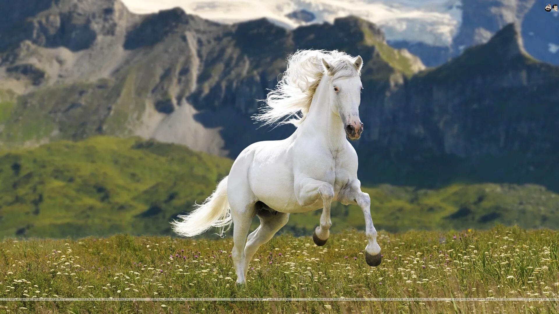 White run. Лошадь. Белая лошадь. Белая лошадь бежит. Белый конь красивый в горах.