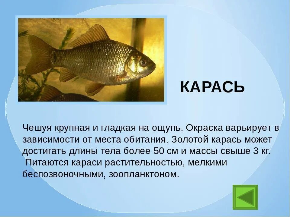 Рыбы доклад 7 класс. Краткое сообщение о карасе. Рассказ о рыбе. Доклад про рыб. Карась презентация.