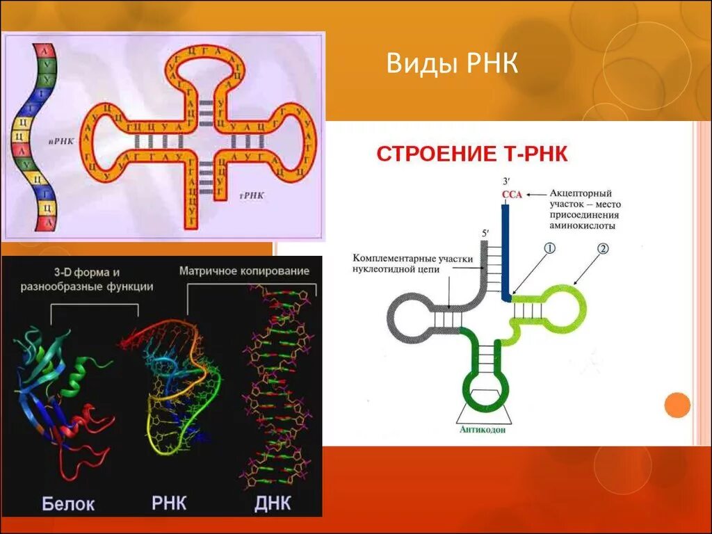 Схема структуры РНК. Типы РНК строение. ТРНК ИРНК РРНК таблица. Строение МРНК ТРНК РРНК.