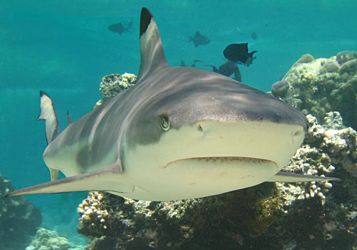 Песчаная рифовая акула. Черноперая рифовая акула. Серая рифовая акула. Галапагосская рифовая серая акула. Сер акула.