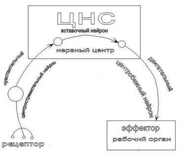Центры кашля и чихания находятся в каком
