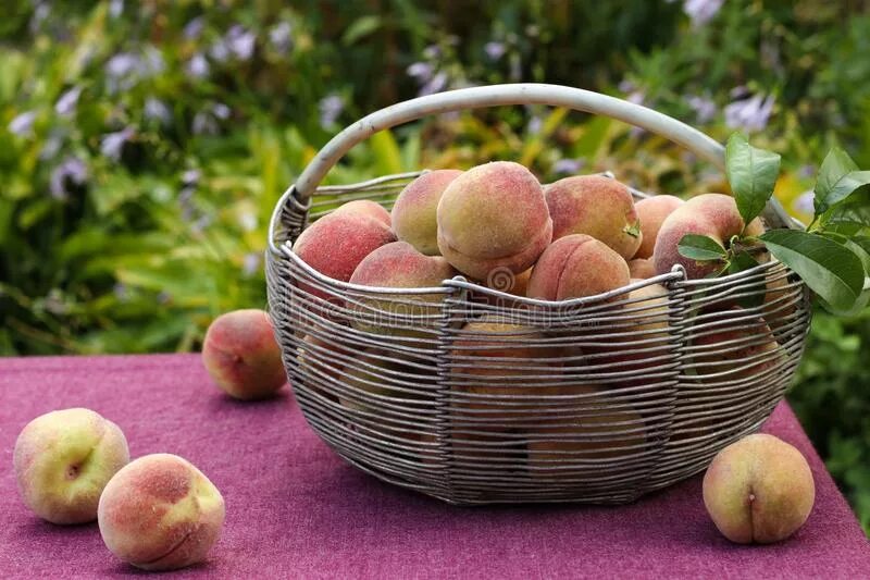 Абрикос колоновидный принц март. Абрикосовые сады в дагестане. Нектарин крымский. Персики урожай. Персики в субтропиках.